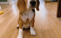 1000块能买到纯种健康的比格犬吗？靠谱吗？