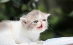 加菲猫和波斯猫区别在哪？品种、毛发、性格全方位对比！
