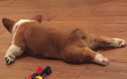 怎么让柯基犬不叫