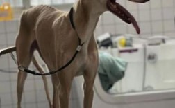 十个月灵缇犬能否配种？最佳配种时间及风险详解