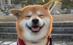 柴犬吃什么能增肥抱脸 营养运动促柴脸圆