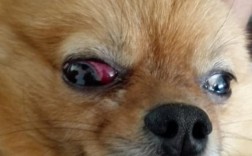 狗狗眼睛起红血丝是因为什么原因