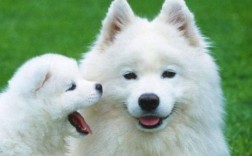 萨摩耶犬一般多少钱一只