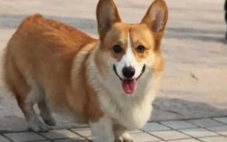 柯基到底能不能剃毛