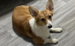柯基狗狗怎么训练不乱叫