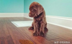 小狗在几个月训练大小便比较合适