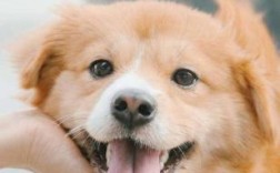 狗狗牙垢口臭怎么办？解决爱犬牙龈牙垢口臭问题妙招