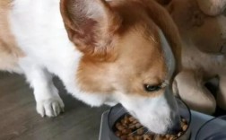如何选纯种柯基狗幼犬狗粮呢