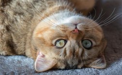 猫咪能吃玉米吗