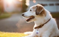狗狗突然发抖还尿失禁怎么办？原因有哪些？