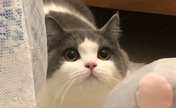 600元买英短蓝白猫靠谱吗？
