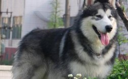 阿拉斯加雪橇犬掉毛吗