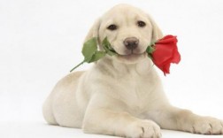 拉布拉多犬幼犬价格