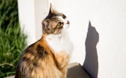 猫怕冷么