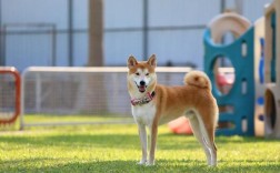 豆柴犬和柴犬区别