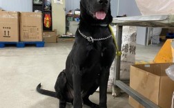 黑狼犬几个月是猛长期