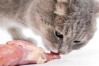 猫能不能吃生鳗鱼