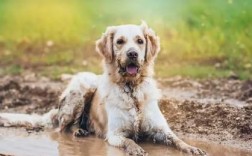狗狗为什么喜欢在泥里打滚