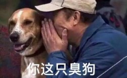 为什么狗狗头会臭臭的：真相大揭秘！