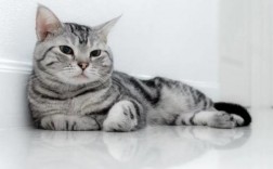 英短银渐层猫的脾气