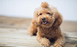 狗狗流黄鼻涕能自愈吗