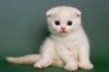 苏格兰折耳猫图片及介绍