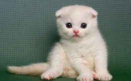 苏格兰折耳猫图片及介绍