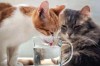 夏天猫咪可以喝冰水吗