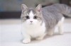 矮脚猫能不能吃海鲜