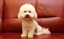 贵宾犬泰迪和贵妇狗区别在哪？外观、血统解读