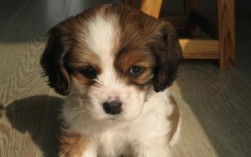 有哪些常见的狗狗品种？小型犬、中型犬、大型犬品种大全