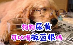 狗狗尿黄应该吃什么药