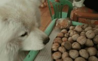 狗狗能吃核桃吗