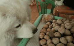 狗狗能吃核桃吗？狗狗吃核桃安全吗？