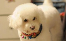陪伴犬是什么意思 陪伴犬：为生活添情加意