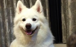 狗狗嘴巴突然腥臭怎么回事