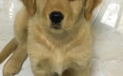新手养金毛幼犬要注意什么