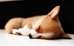 怎样养好柯基犬