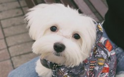 狗狗为什么吃自己的便便