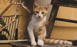 小猫喜欢轻轻咬人