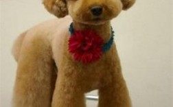 泰迪标准耳朵什么样子 泰迪犬标准耳朵，优雅挺拔