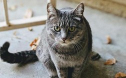 猫摇尾巴是怎么回事儿