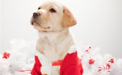拉布拉多犬怎么养最好