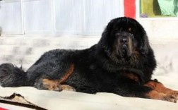 藏獒和玉树藏犬有哪些区别