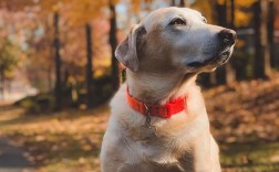狗狗尿失禁怎么办？解决狗狗尿频尿急的有效方法