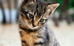 猫咪养不熟的表现