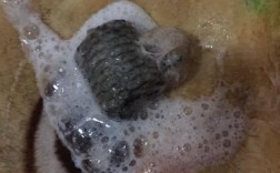狗狗洗完澡后呕吐怎么回事啊