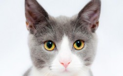猫咪跳的时候有闷哼声