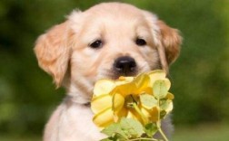 如何挑选金毛犬幼崽