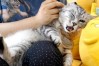 小猫到家正常几天吃东西